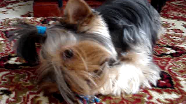 Злая Тиффани))