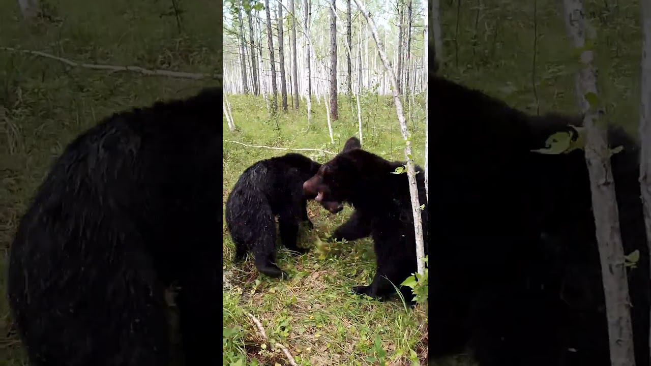 Буржуй наслаждался жизнью, а тут Дуся. #медведь #bear смотреть онлайн