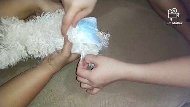 DIY DOG DIAPER | TIPID & SIMPLE DIY GUIDE смотреть онлайн