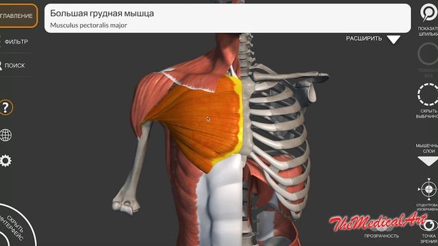 Мышцы груди / Анатомия мышц груди / МИОЛОГИЯ / ОСНОВЫ АНАТОМИИ ДЛЯ СТУДЕНТОВ-МЕДИКОВ И ШКОЛЬНИКОВ смотреть онлайн