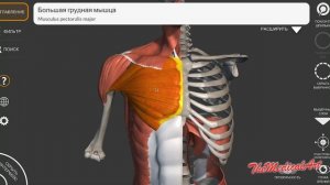 Мышцы груди / Анатомия мышц груди / МИОЛОГИЯ / ОСНОВЫ АНАТОМИИ ДЛЯ СТУДЕНТОВ-МЕДИКОВ И ШКОЛЬНИКОВ