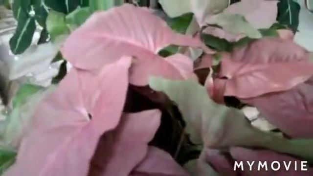 My Syngonium Collections....