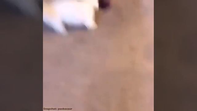 MY DOG CAN BE SO SELFISH! смотреть онлайн