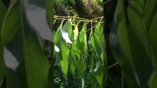 Коробочка для спиц. Аукцион 15. смотреть онлайн