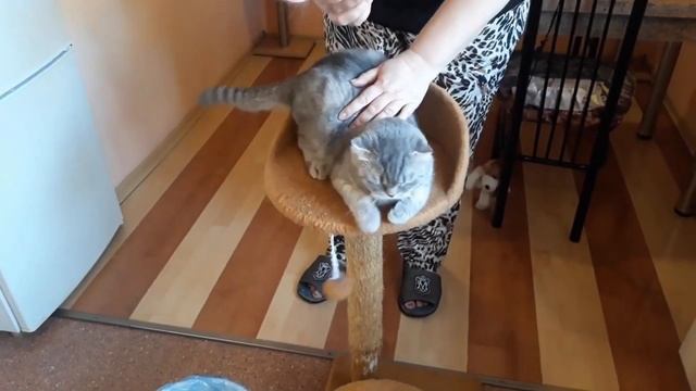 Как вычесать шерсть у кошки / ЛИНЬКА у кота / КОШКИН ДОМ смотреть онлайн