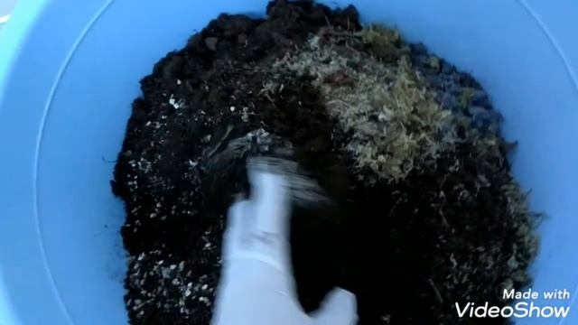 Как посадить монстеру смотреть онлайн