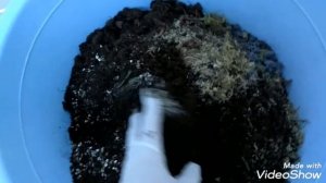 Как посадить монстеру