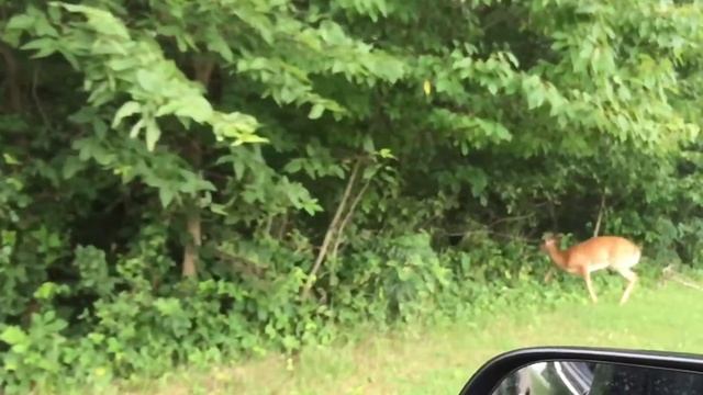 Куда исчезают белохвостые олени? смотреть онлайн