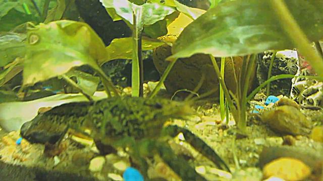 Мраморный рак смотреть онлайн