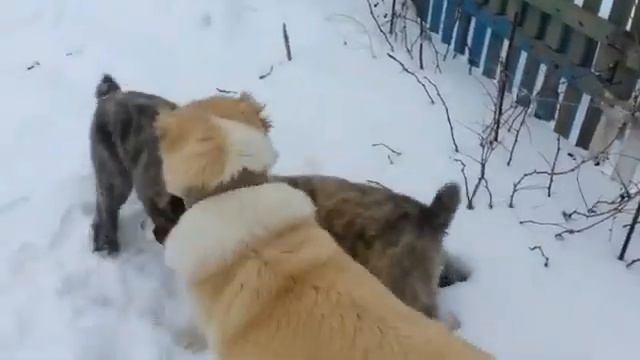 Бой СОБАКИ АЛАБАЙ СО ЗВУКОМ смотреть онлайн