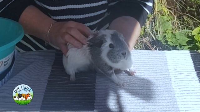 Can guinea pigs get fungal - what does fungal on guinea pigs look like with Lyn from Cavy Central смотреть онлайн