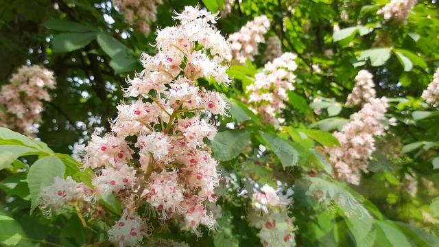 Цветут каштаны. А вы видели как? смотреть онлайн