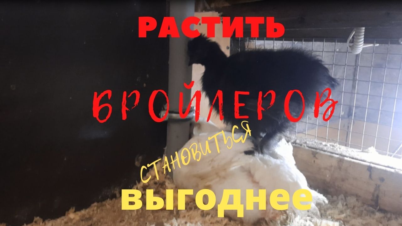Выращивание бройлеров в моём хозяйстве смотреть онлайн