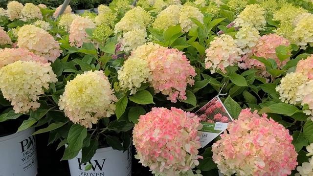 Hydrangea Fire Light Tidbit® (Panicle Hydrangea) // Gorgeous, Hardy & Petite, Easy to Grow Shrub смотреть онлайн