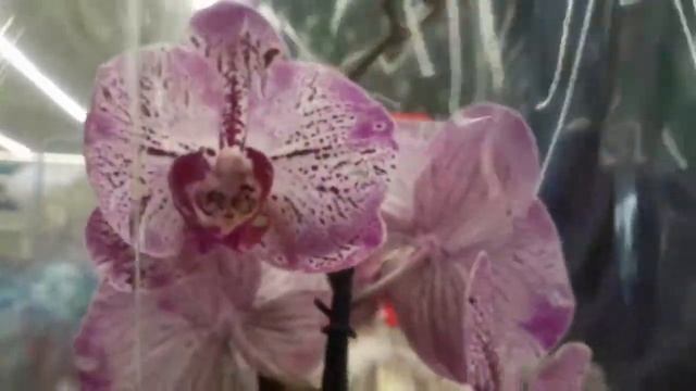 Предновогодний завоз орхидей в Леруа г.Кемерово смотреть онлайн