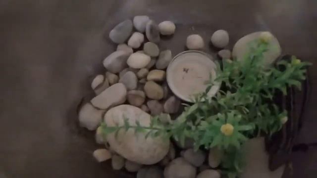 Ящерка. 2 часть. Как приручить ящурку? смотреть онлайн