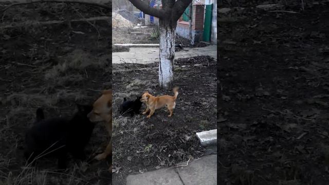 кот хочет собаку смотреть онлайн