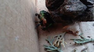 "Зелёный жук" 2 часть