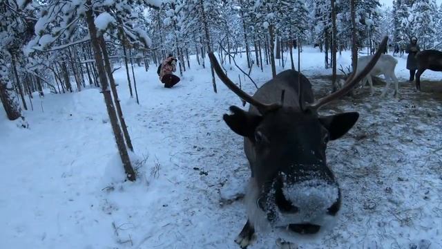 Северный олень, Саамская деревня, Мурманская обл. 2021 год. смотреть онлайн