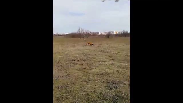 Главный секрет здоровья вашей собаки смотреть онлайн