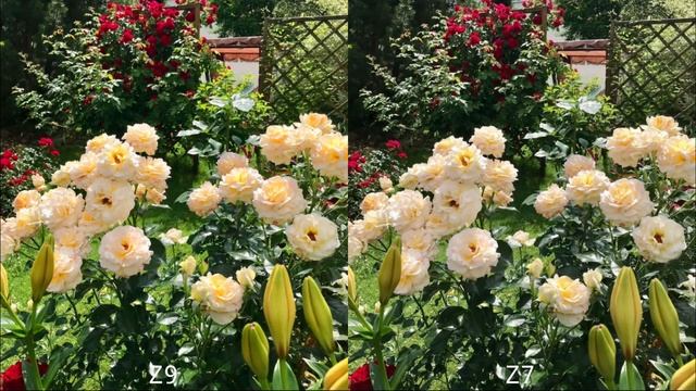 Nikon Z9 VS Nikon Z7 | Camera Test смотреть онлайн