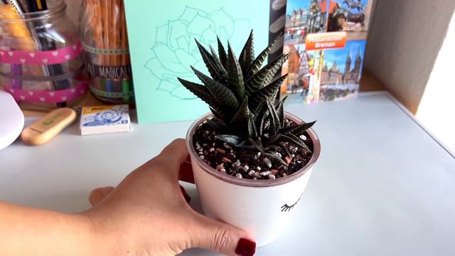Las HAWORTHIAS🪴GUÍA de Cuidados y consejos para tener EXITO al cultivarlas✌🏽 смотреть онлайн