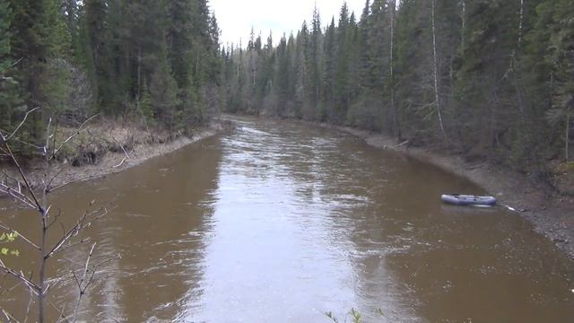 Что за птичка, похожая на синицу Алин птица смотреть онлайн