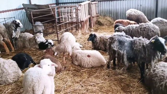 Почему важно ухаживать за копытами овец? | Овцеводство смотреть онлайн