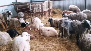 Почему важно ухаживать за копытами овец? | Овцеводство