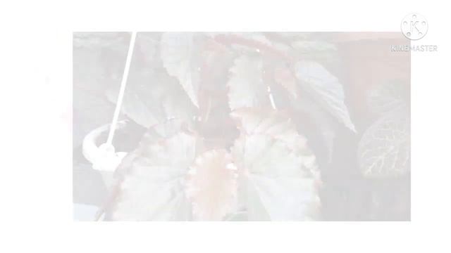 MAY BEGONIA COLLECTION смотреть онлайн