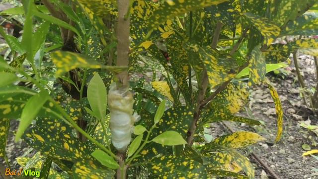 Croton Plant Propagation Technique using FACE MASK| Super effective for plant propagation смотреть онлайн