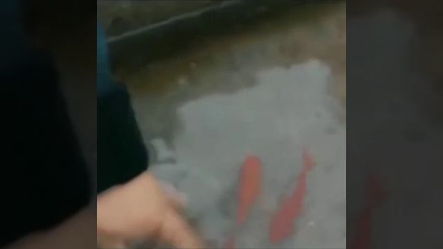 Томми Шелби, Tommy Shelby