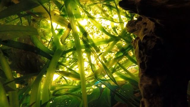 Sajica Cichlid (T-bar cichlid) - aquarium смотреть онлайн