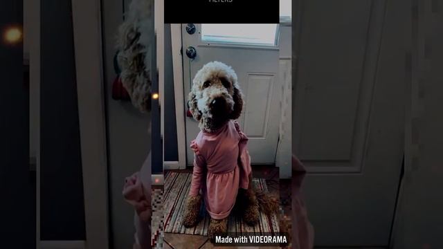 Sad party doggo смотреть онлайн