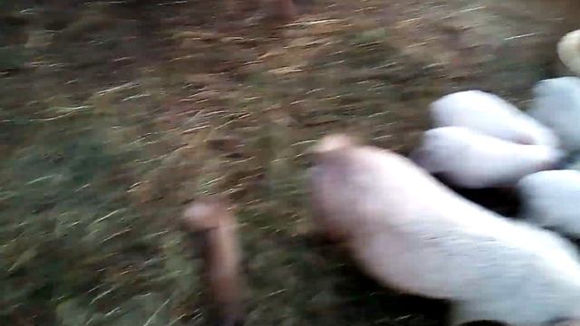 Плюсы от разведения вьетнамских свиней смотреть онлайн