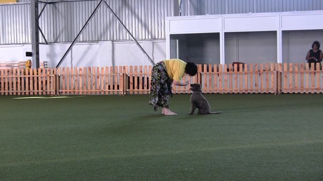 Макеева Татьяна и лаготто романьоло Трюфель смотреть онлайн