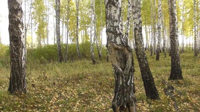 Истории о домовых. Леший уходит в спячку. Когда нельзя в лес ходить? смотреть онлайн