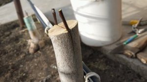 Прививка плодовых в расщеп