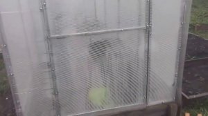 МИНИ-ТЕПЛИЦА. Самая узкая недорогая теплица для огурцов!