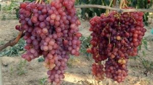 ВИНОГРАД ВЕЛЕС - ОПИСАНИЕ -ХАРАКТЕРИСТИКА ВИНОГРАДА ВЕЛЕС