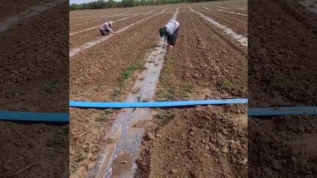 Прополка арбуза Барака в лунках. 5 июня 2022 год смотреть онлайн