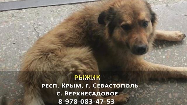 Пропала собака! РЫЖИК. респ. Крым, г. Севастополь, с. Верхнесадовое смотреть онлайн