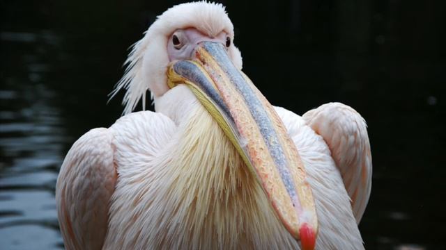 Сказка для взрослых "Люди - Птицы". смотреть онлайн