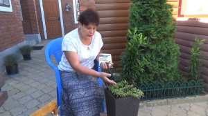 Тля на петунии Чем опрыскать и чем подкормить петунию