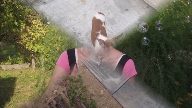 дача уха.wmv смотреть онлайн