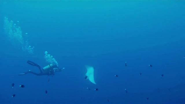 Tubbataha Reef Diving via Expedition Fleet Oceanic Explorer смотреть онлайн