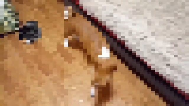 Басенджи Лео - скоростной аннигилятор. Полный разгром за 20 минут. КАК ???!!! смотреть онлайн