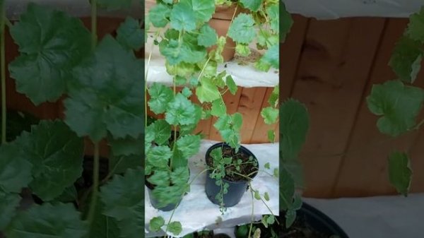 Лофос,как размножить