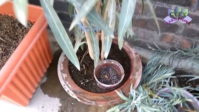 Oleander, A Great Summer Bloomer: How To Grow In Pot?