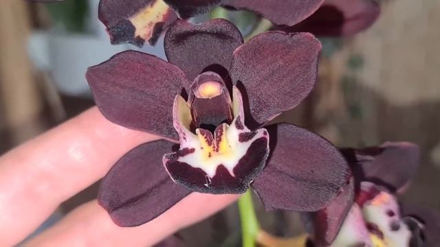 Cymbidium Kiwi Midnight. ОБЗОР
